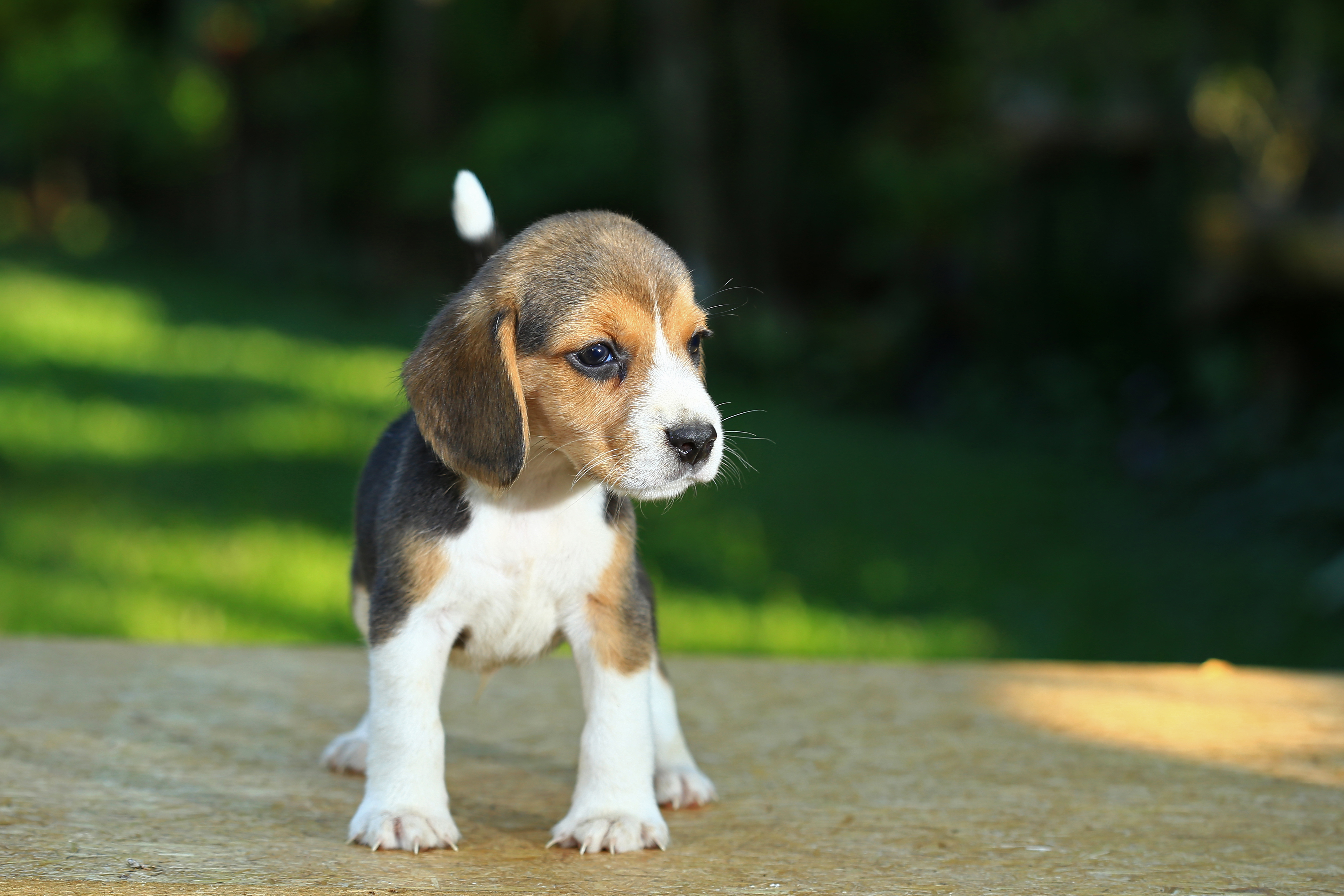 pieluchomajtki pampers 4 jak zakładać